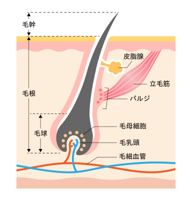 医療脱毛のメカニズム